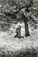 Edouard Boubat<br><em>Parc de Sceaux, Cerisiers Japonais</em>, 1983</br>Gelatin silver print