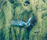 <em>Parula Warbler, Parula Americana, Great Spruce Head Island, Maine</em>