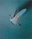 <em>Blue-Throated Hummingbird, Chiricahua Mountains, Arizona,</em>1959, printed 1979<br>Dye-transfer print<br>Sold
