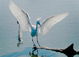 <em>Snowy Egret, Leucophoyx Thula Thula, Everglades National Park, Florida</em>