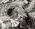 <em>Cactus Wren, Arizona</em>, 1941<br>Vintage gelatin silver print</br>Image: 7 1/4 x 9"; Mount: 20 x 15"