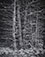 <em>Spruce Trees, Great Spruce Head Island, Maine</em>, 1934<br>Vintage gelatin silver print</br>Image: 9 1/4" x 7 1/4"; Mount: 12 1/2" x 10"