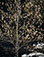 <em>Poplar Tree, N. H.</em>, 1957<br>Dye-transfer print</br>Image: 10 7/8 x 8 3/8"; Mount: 20 x 15"