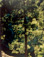<em>Ponderosa Pine,</em> 1960<br />Vintage dye-transfer print<br />