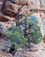 <em>Juniper Tree, Arches National Monument, Utah,</em> 1958<br />Vintage dye transfer print<br />