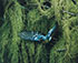 <em>Parula Warbler, Parula Americana, Great Spruce Head Island, Maine</em>, 1968<br>Dye-transfer print</br>Image: 8 1/2 x 10"; Mount: 20 x 24"