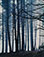 <em>Spruce Trees in Fog, Great Spruce Head Island, Maine</em>, 1954<br>Dye-transfer print</br>Image: 10 3/4 x 8 1/4"; Mount: 20 x 15"