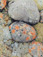 <em>Lichens on River Stones – South Coast</em>