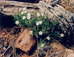 <em>Flowers and Stump, Zion National Park, Utah</em>