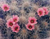 <em>Cactus Blossoms, Big Bend, Texas</em>