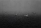 <em>Sheep in Fog, Lancaster, PA</em>, 1966<br>Gelatin silver print</br>Image: 6 3/4 x 9 1/4"; Mount: 11 x 14"