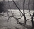 <em>The Willow</em>, 1919<br>Vintage gum-palladium print</br>Image: 7 11/16 x 9 1/8"; Mount (1): 8 1/8 x 9 3/8"; Mount (2): 14 x 18"