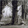<em>Parc de Jeurre, Etampes, France</em>, 1999<br />Gelatin silver print<br />Image: 19 x 19"; Paper: 20 x 24"