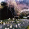 <em>Filoli Gardens, Woodside, California</em>, 2000<br />C-print<br />Paper: 19 x 19"