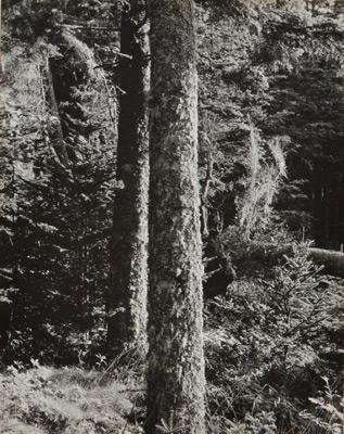 <em>Forest, Maine,<em/>1945<br/>Vintage gelatin silver print<br/>Image/Mount: 9 1/2 x 7 1/2":