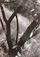 <em>Untitled (Tree in Light),</em> 1960<br />Vintage gelatin silver