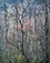Eliot Porter<br><em>Redbud Tree in Bottomland Near Red River Gorge, Kentucky</em>, 1968, printed 1980s</br>Dye-transfer print