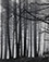 <em>Spruce Trees in Fog, Great Spruce Head Island, Maine</em>, 1954<br>Vintage gelatin silver print 