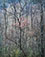 Eliot Porter (1901 - 1990)<br><em>Redbud Tree in Bottomland Near Red River Gorge, Kentucky</em>, 1968, printed 1979</br>Dye-transfer print<br>Image: 13 1/4 x 10 3/4"; Mount: 23 x 17"
