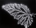 Walter Chappell<br /><em>Begonia Leaf, </em>1974</br>Gelatin silver print