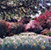<em>Filoli Gardens, CA</em>, 2000<br>C-print</br>Image: 19 x 19"