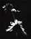 Paul Caponigro<br><em>Two Sunflowers (Winthrop, MA)</em>, 1965</br>Gelatin silver print<br>Image: 11 3/8 x 9 1/8"