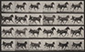 Eadweard Muybridge<br><em>Animal Locomotion, pl. 613</em>, 1887</br>Collotype<br>Image: 6 3/4 x 16 1/2"