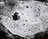 Paul Caponigro (b. 1932)<br><em>Leaf in Ice, Nahant, Mass</em>, 1958</br>Vintage gelatin silver print<br>Image: 7 3/4 x 9 1/2"; Mount: 14 x 17"