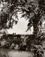 Robert Adams</br><em>Canal and Cottonwood, West of Loveland, Fall,</em><br>Gelatin silver print</br>Image: 5 x 3 7/8"; Paper: 7 1/2 x 5 1/2"