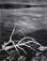 ANSEL ADAMS (1902 - 1984)<br><em>White Branches, Mono Lake, </em>1950</br>Gelatin silver print 