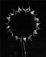 <em>Backlit Sunflower,</em> 1965<br />Gelatin silver print<br />Image: 13 3/8 x 10 1/2"; Mount: 22 x 18"