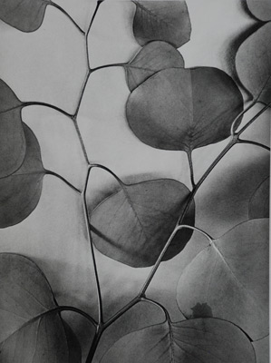 <em>Eucalyptus Leaves</em>, 1933, printed later by Jim Alinder<br />Gelatin silver print<br />Image: 12 x 9"; Paper: 14 x 11"