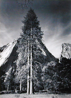 <em>Trees and Cliff,</em> 1954<br />Vintage gelatin silver print</br>Image: 11 1/8 x 8 1/16";  Mount: 16 3/4 x 13 1/2" 