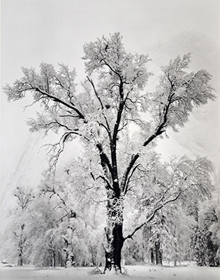<em>Oak Tree, Snowstorm, Yosemite National Park, California</em>, 1948<br>Gelatin silver print