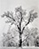 <em>Oak Tree, Snowstorm, Yosemite National Park, California</em>, 1948<br>Gelatin silver print<br/>Image/Paper: 9 7/16 x 7 7/16"; Mount: 17 x 14"