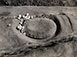 <em>Nest of Wild Shells, Point Lobos, California</em>, 1940</br>Vintage gelatin silver print</br>Image: 3 x 4"