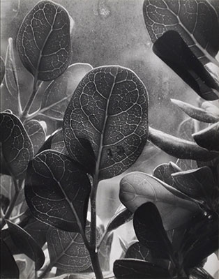 <em>Dew, Nasturtium Leaf</em>, 1952<br>Vintage gelatin silver print</br>Image: 3 3/4 x 4 5/8"; Mount: 8 1/2 x 10 1/4"