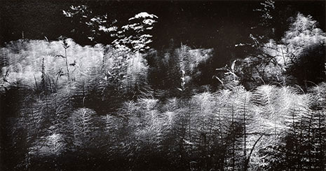 <em>Horse Tail Ferns</em>, 1956<br>Vintage gelatin silver print</br>Image: 3 1/2 x 6 1/2"; Mount: 9 1/4 x 11 1/4" 