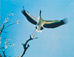 <em>Wood Ibis, Mycteria Americana, Corkscrew Swamp, Florida</em>