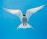 Eliot Porter<br><em>Arctic Tern, Maninicus Rock, Maine</em>, 1976</br>Dye-transfer print 