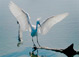 <em>Snowy Egret, Leucophoyx Thula Thula, Everglades National Park, Florida,</em> 1974, printed 1979<br>Dye-transfer print