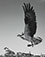 <em>Osprey, Great Spruce Head Island, Maine</em>, 1949<br>Gelatin silver print</br>Image/Mount: 8 x 10"