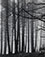 <em>Spruce Trees in Fog, Great Spruce Head Island, Maine</em>, 1954<br>Vintage gelatin silver print</br>Image: 9 1/2 x 7 5/8"; Mount: 19 3/4 x 15"