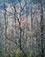 Eliot Porter (1901 - 1990)<br><em>Redbud Tree in Bottomland Near Red River Gorge, Kentucky</em>, 1968</br>Dye-transfer print<br>Image: 10 1/2 x 8 1/8"; Mount: 20 x 15"
