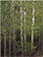 Eliot Porter (1901 - 1990)<br><em>Aspens in Spring, New Mexico</em>, 1957</br>Vintage dye transfer print<br>Image: 10 1/8 x 7 3/4"; Mount: 20 x 15"