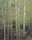 <em>Aspens in Spring, New Mexico</em>, 1957<br>Vintage dye-transfer print</br>Image: 7 3/4 x 9 7/8"; Mount: 15 x 20"