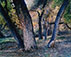 Eliot Porter (1901 - 1990)<br><em>Corrales Bosque, New Mexico</em>, 1984</br>Dye-transfer print 