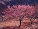 Eliot Porter (1901 - 1990)<br><em>Peach Tree, Chimayo, New Mexico</em>, 1960</br>Dye-transfer print 