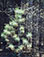 Eliot Porter (1901 - 1990)<br><em>Pine Tree Seedling, Near Tamworth, New Hampshire<em>, 1957</br>Vintage dye-transfer print<br>Image: 10 ¾ x 8 3/8”; Mount: 15 x 20”