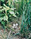 Eliot Porter (1901 - 1990)<br><em>Spotted Sandpiper's Nest, Barred Island, Cahin Links, Maine</em>, 1964</br>Vintage dye-transfer print 